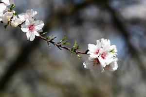 Mandelblüten in einem Stadtpark in Israel. foto