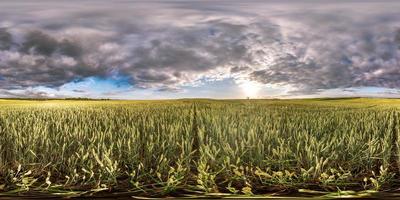 volles sphärisches nahtloses Hdri-Panorama 360-Grad-Winkelansicht zwischen Roggen- und Weizenfeldern im Sommerabendsonnenuntergang mit fantastischen Wolken in equirectangularer Projektion, fertiger vr ar-Virtual-Reality-Inhalt foto