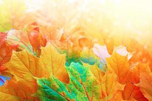 Herbstlandschaft mit leuchtend buntem Laub. Indischer Sommer. foto