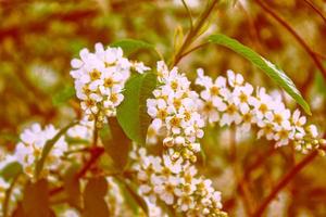 blühender Zweig Kirschbaum. leuchtend bunte Frühlingsblumen foto