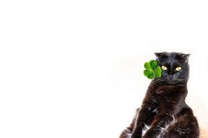 Eine schwarze Katze hält einen grünen Kleezweig im Maul. St.Patrick's Day foto