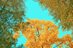 Herbstlandschaft mit leuchtend buntem Laub. Indischer Sommer. foto