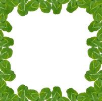 grüne Kleeblätter isoliert auf weißem Hintergrund. St.Patrick's Day foto