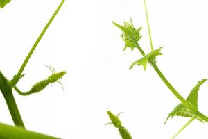 Gurken. frische grüne gurke mit stielblatt und blume natürliches gemüse organisch isoliert auf weißem hintergrund. foto