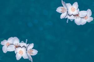 weißer jasmin der zweig zarte frühlingsblumen foto