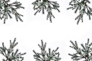 die zweige des schneebedeckten baums weihnachtsbaum foto