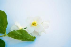 weißer jasmin der zweig zarte frühlingsblumen foto