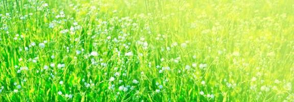 Weiße helle Gänseblümchenblumen auf einem Hintergrund der Sommerlandschaft. foto