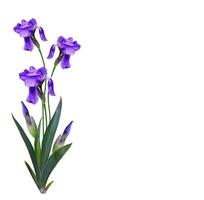 Frühlingsblumen Iris isoliert auf weißem Hintergrund. foto