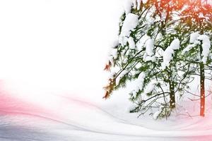 Winterlandschaft. schneebedeckte Bäume foto