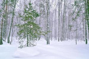 gefrorener Winterwald mit schneebedeckten Bäumen. foto