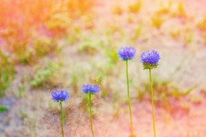 Weiße helle Gänseblümchenblumen auf einem Hintergrund der Sommerlandschaft. foto