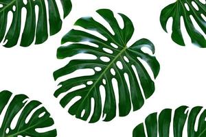 grünes blatt einer tropischen blumenmonstera foto