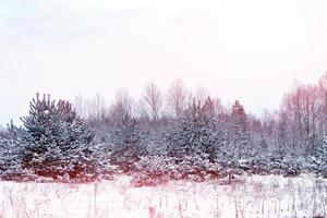 gefrorener Winterwald mit schneebedeckten Bäumen. foto