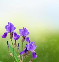 Frühlingslandschaft. blaue schöne gartenblumen iris foto