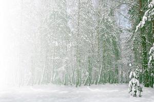 gefrorener Winterwald mit schneebedeckten Bäumen. foto