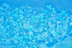 me-nots Wildblumen auf dem Hintergrund der Sommerlandschaft. foto