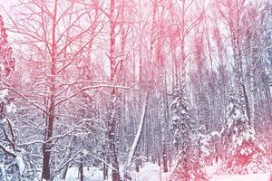 gefrorener Winterwald mit schneebedeckten Bäumen. foto