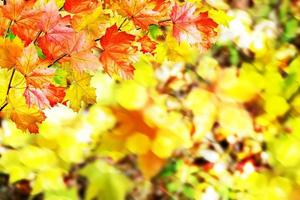 Herbstlaub. Herbstzeit. Goldener Herbst. foto
