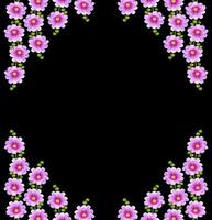Malvenblüten isoliert auf schwarzem Hintergrund foto