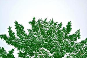 Wald im Frost. Winterlandschaft. schneebedeckte Bäume. foto