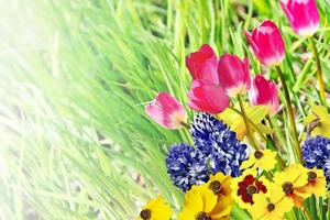 Frühlingsblumen Narzissen und Tulpen foto