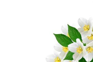 Frühlingslandschaft mit zarten Jasminblüten. weiße Blumen foto