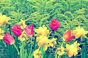 Frühlingsblumen Narzissen und Tulpen foto