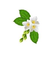 Zweig der Jasminblüten isoliert auf weißem Hintergrund foto