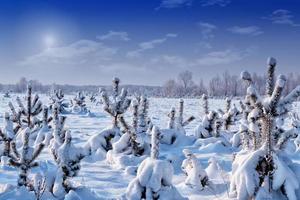 gefrorener Winterwald mit schneebedeckten Bäumen. foto