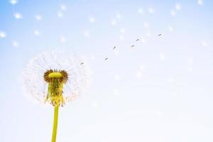 Flauschige Löwenzahnblüte vor dem Hintergrund der Sommerlandschaft. foto