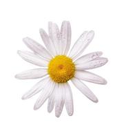 Gänseblümchen Sommer weiße Blume isoliert auf weißem Hintergrund foto