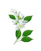 Zweig der Jasminblüten isoliert auf weißem Hintergrund foto