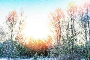 gefrorener Winterwald mit schneebedeckten Bäumen. foto