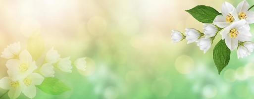 weißer jasmin der zweig zarte frühlingsblumen foto