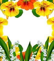 Kapuzinerkresse-Blüten isoliert auf weißem Hintergrund foto