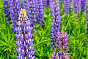 sommerlandschaft mit schönen hellen lupinenblumen foto