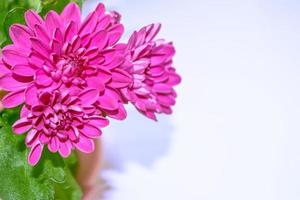 bunte Chrysanthemenblumen auf einem Hintergrund der Herbstlandschaft foto