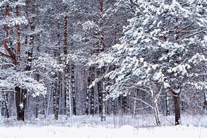 Wald im Frost. Winterlandschaft. schneebedeckte Bäume. foto