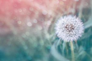 Flauschige Löwenzahnblüte vor dem Hintergrund der Sommerlandschaft. foto