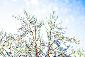 gefrorener Winterwald mit schneebedeckten Bäumen. foto