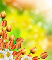 schöne frühlingsblumen narzissen. rote Tulpe foto