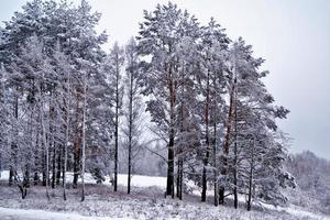 gefrorener Winterwald mit schneebedeckten Bäumen. foto