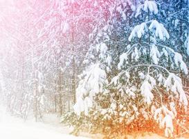 gefrorener Winterwald mit schneebedeckten Bäumen. foto