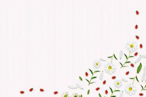 Gänseblümchen Sommerblume. weiße Kamillen. Komposition. rahmen foto
