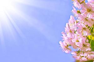 leuchtend bunte Frühlingsblumen foto