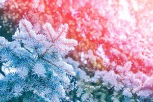 gefrorener Winterwald mit schneebedeckten Bäumen. foto