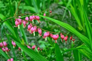 blutendes Herz. dicentra spectabilis-Blüten foto