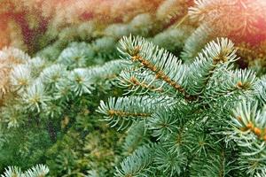 Wald im Frost. Winterlandschaft. schneebedeckte Bäume. foto