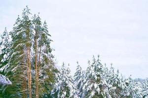 gefrorener Winterwald mit schneebedeckten Bäumen. foto